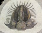 Spiny Comura Trilobite - Exceptional Specimen #65820-5